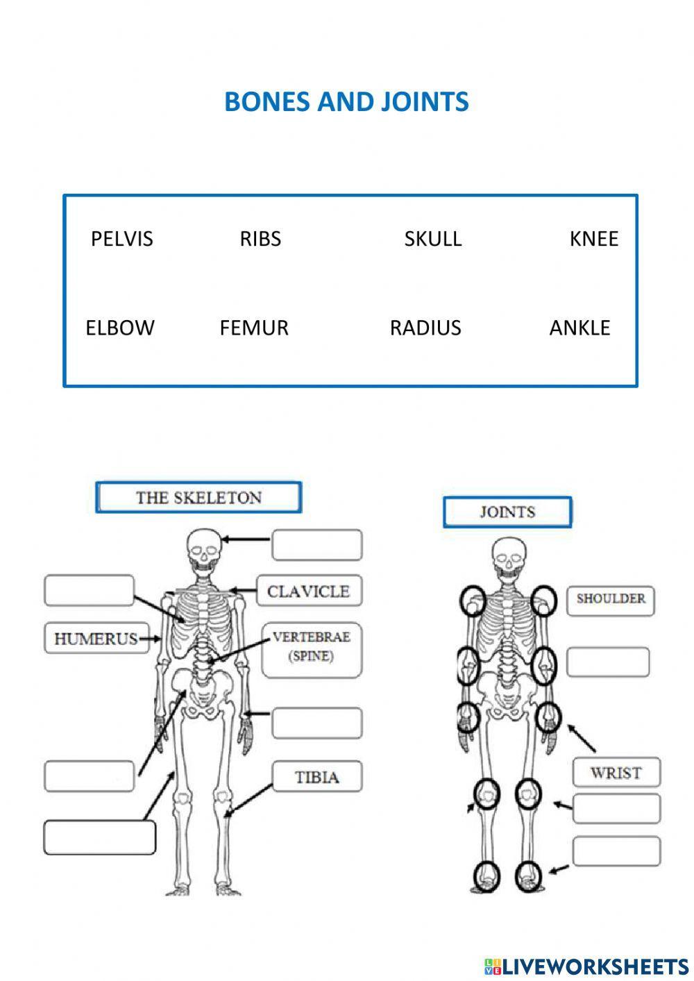 Joints Online Worksheet Live Worksheets