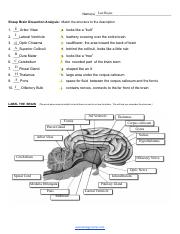 Kami Export Sheep Brain Dissection Worksheet Pdf Sheep Brain