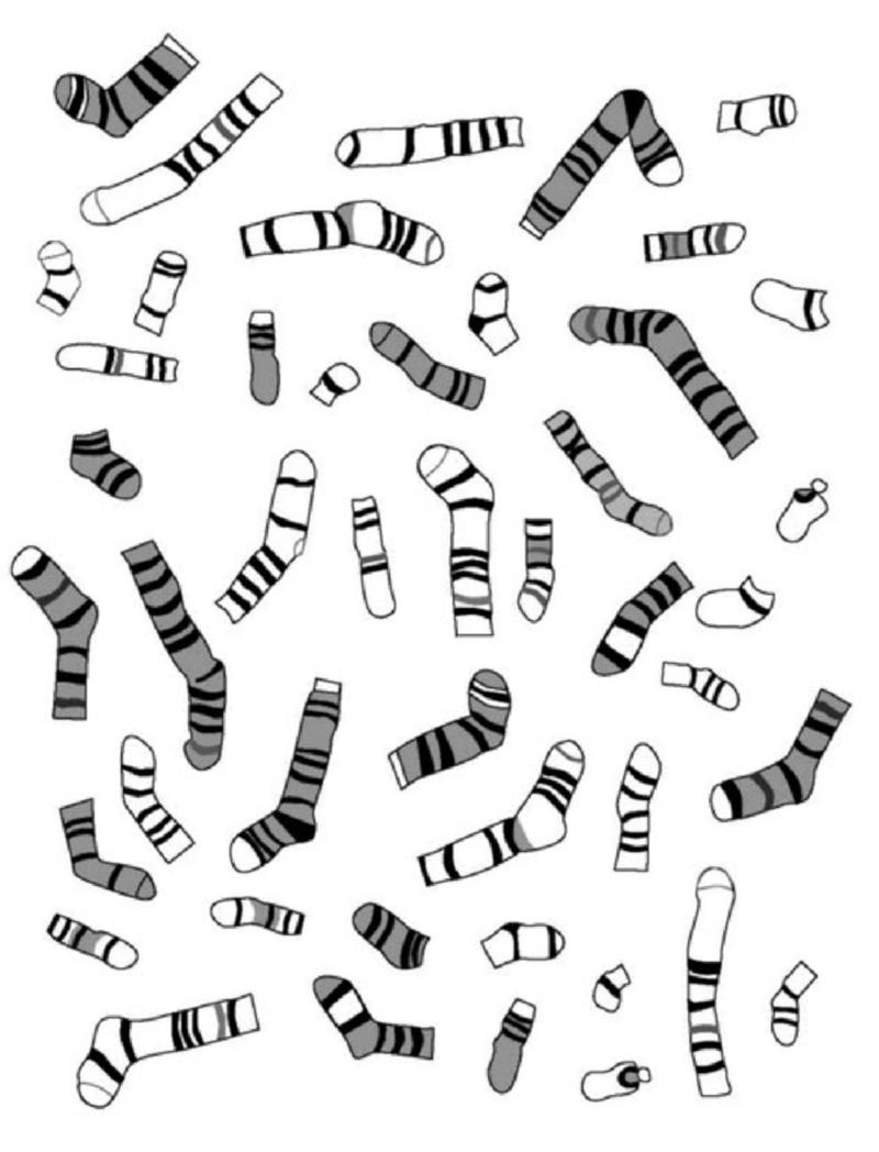 Karyotype Activity Worksheets