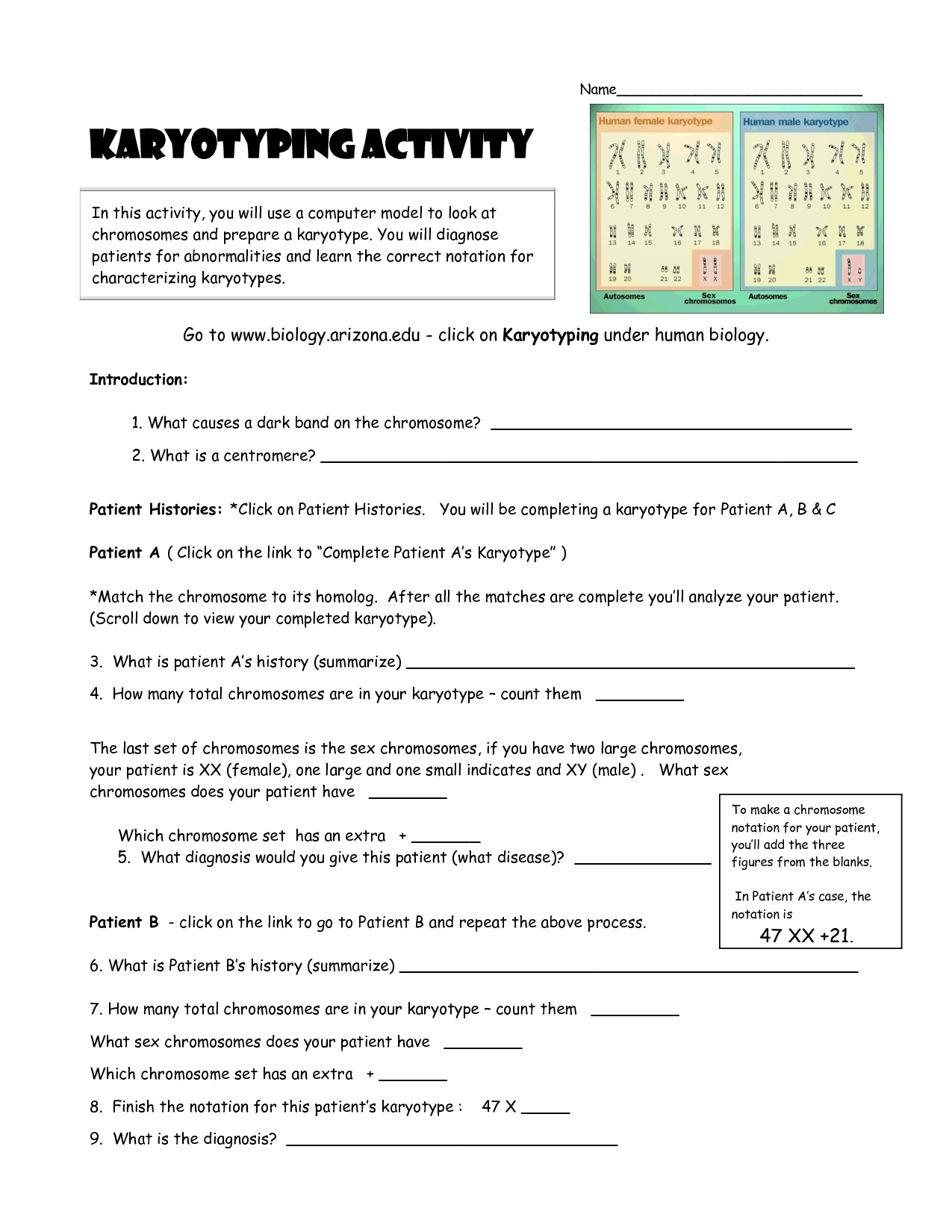 Karyotyping Activity: Chromosomal Adventure Awaits in this Worksheet!