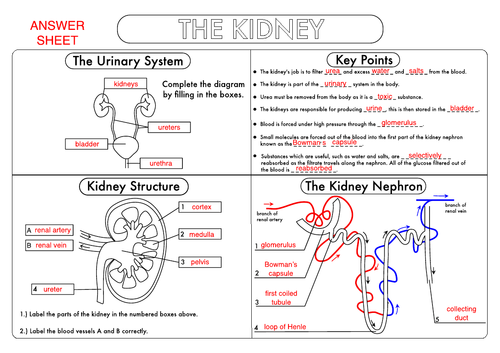 Explore Kidney Structure and Function with Our Worksheet