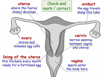 Ks3 Reproduction The Female Reproductive System By L Absalom Uk