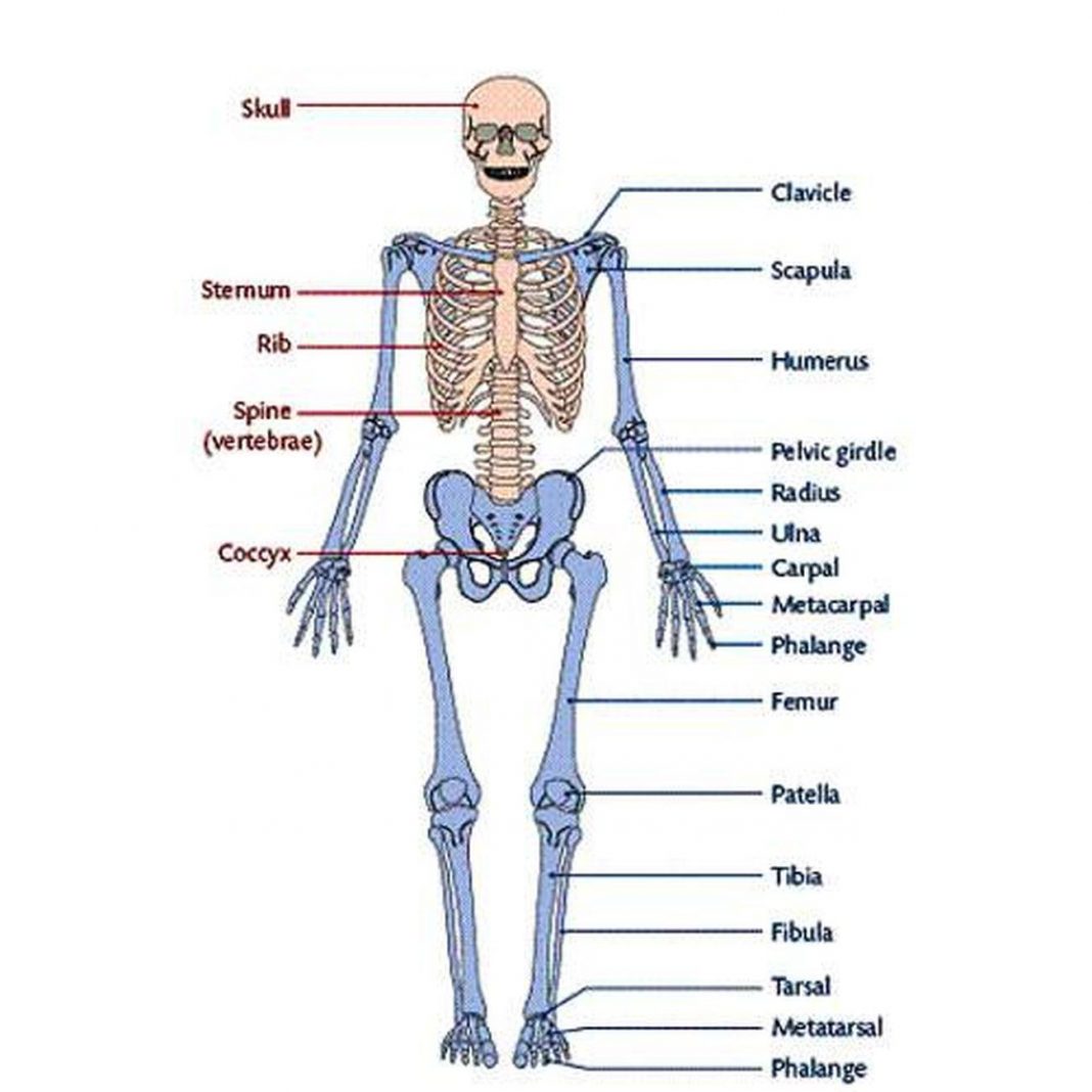 Label Appendicular Skeleton