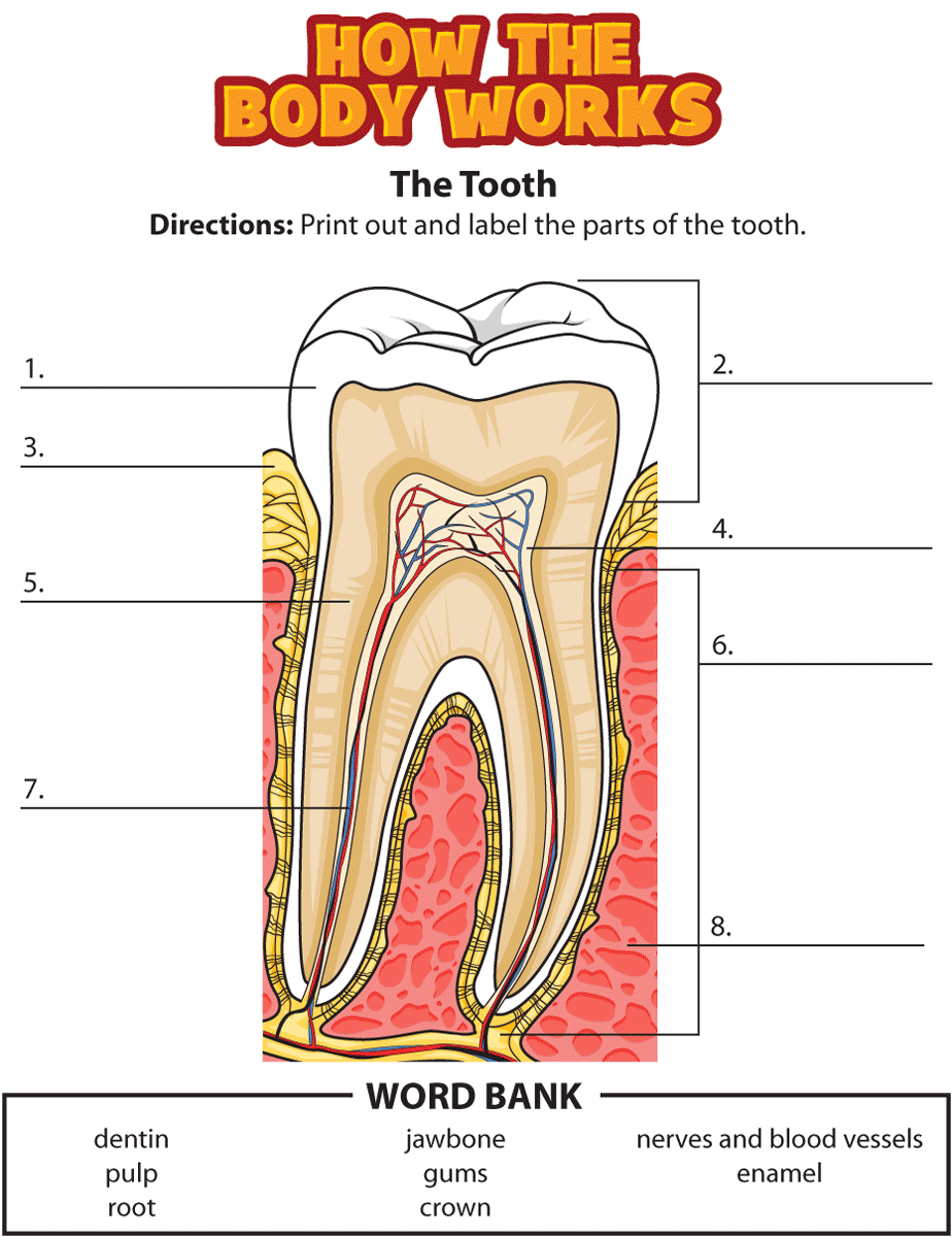 Label Tooth Parts Worksheet: Fun and Educational for Kids