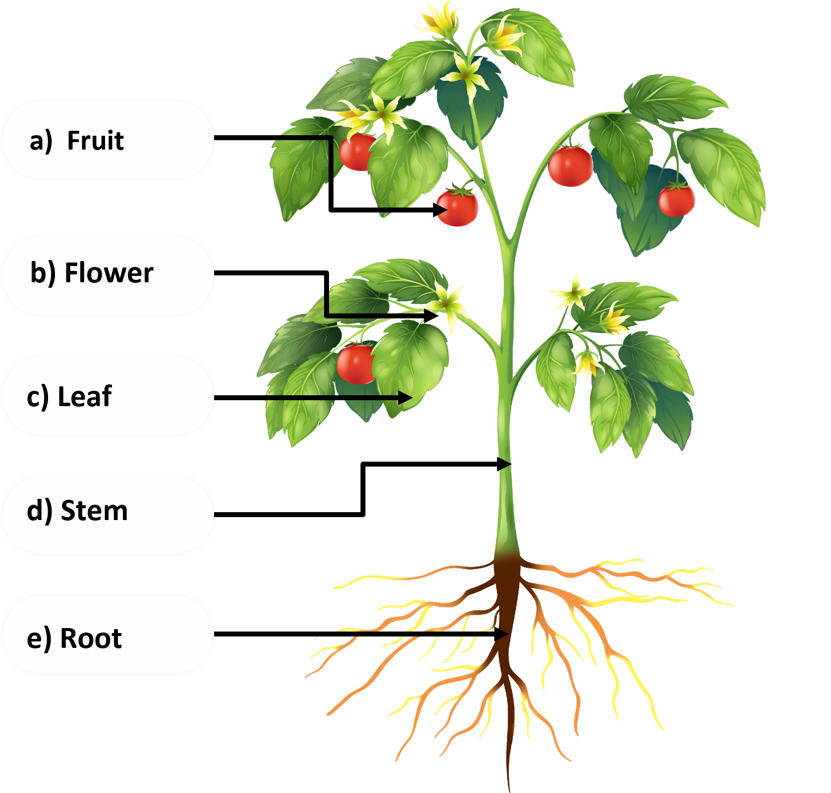 Label The Different Parts Of The Plant Given Below