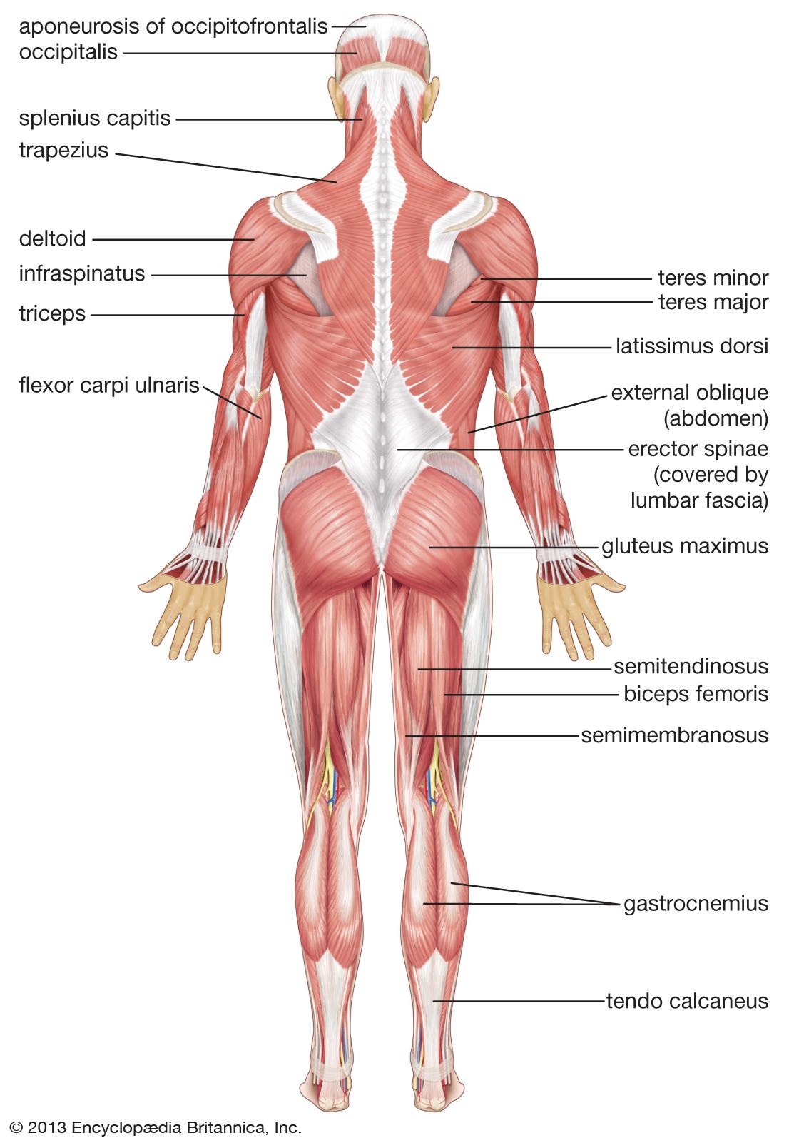 Label The Following Muscles Anatomy