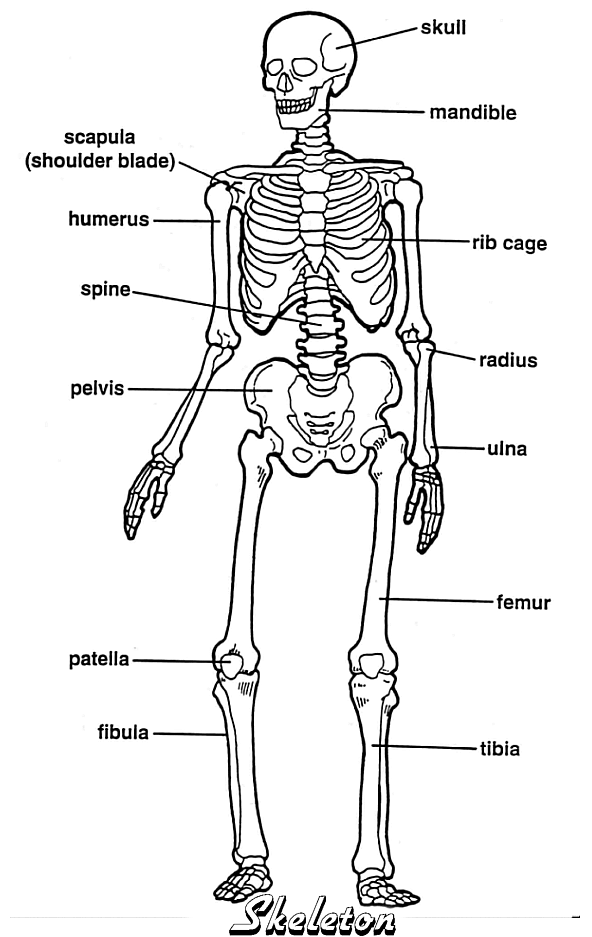 Label The Human Skeleton Teaching Resources