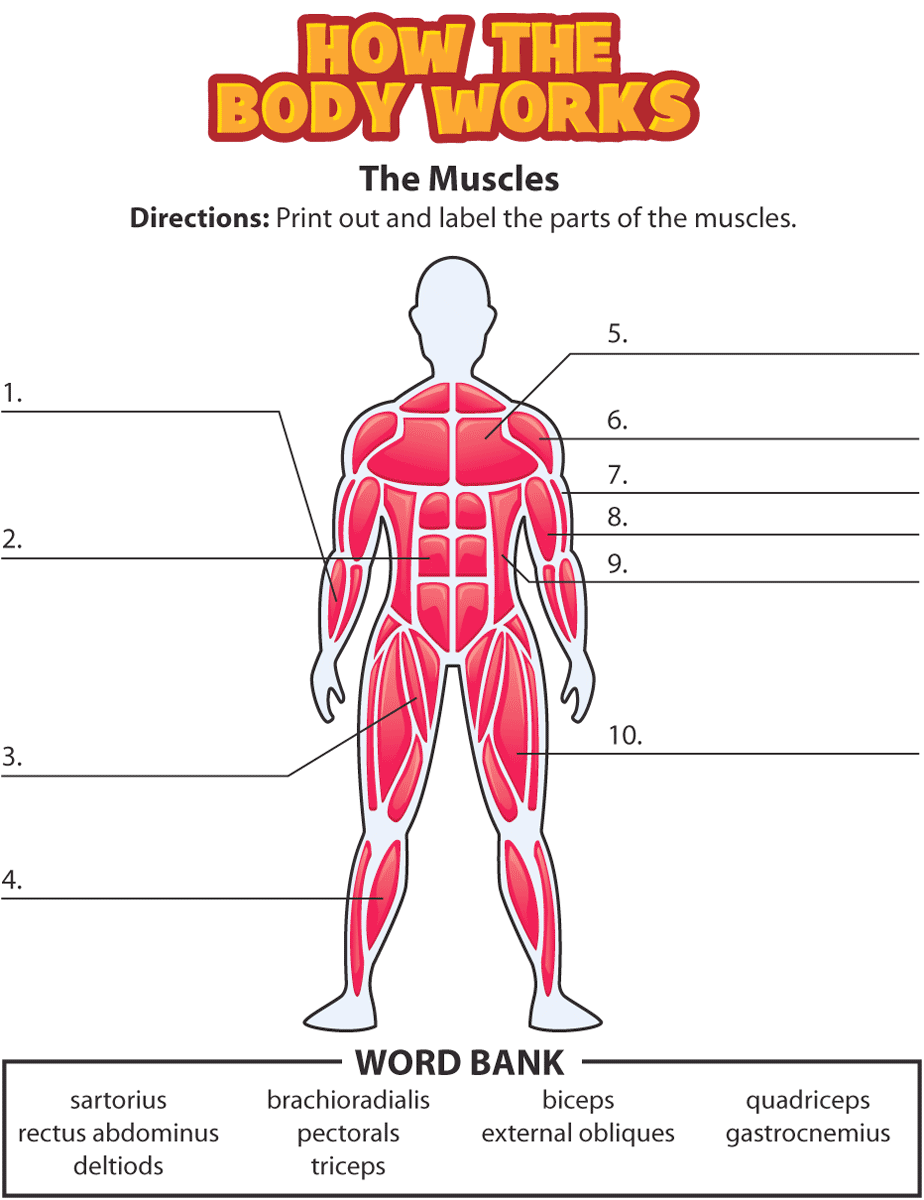 Label The Muscles Worksheet