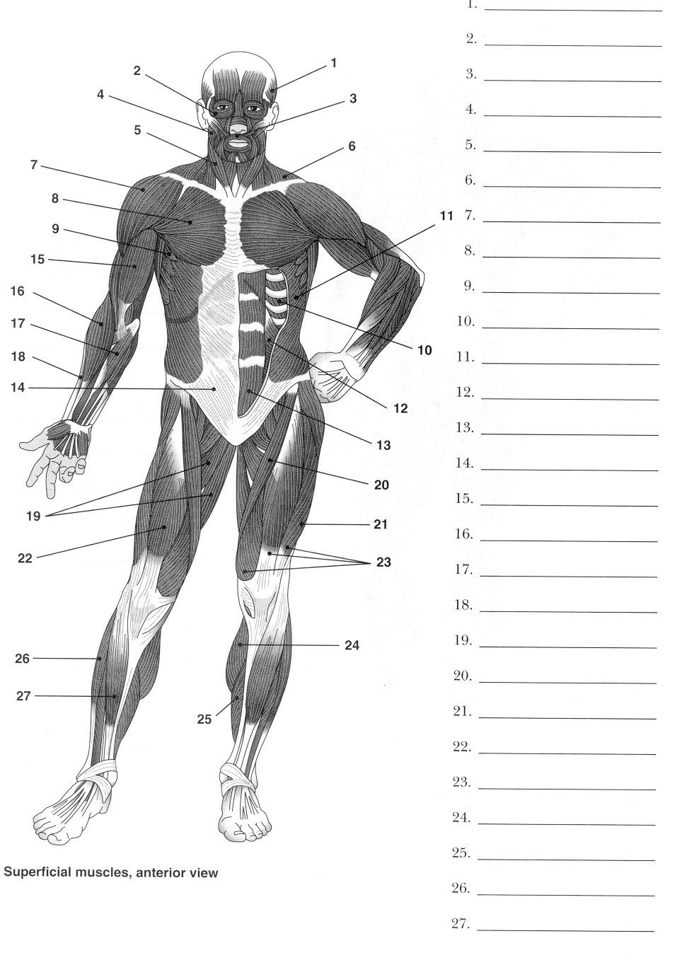 Label The Muscular System Worksheet