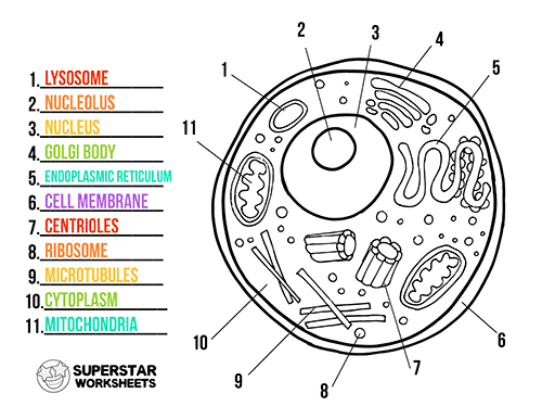 Label The Parts Of An Animal Cell Worksheet