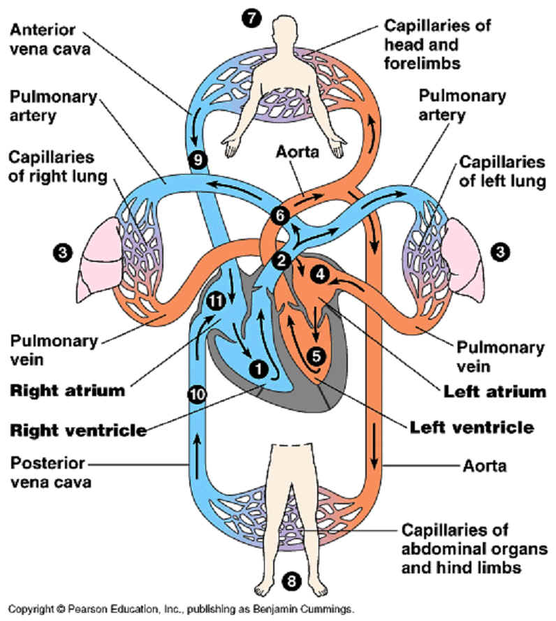 Label The Parts Of The Circulatory System