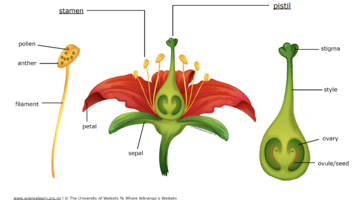 Label The Parts Of The Flower Clipart Best