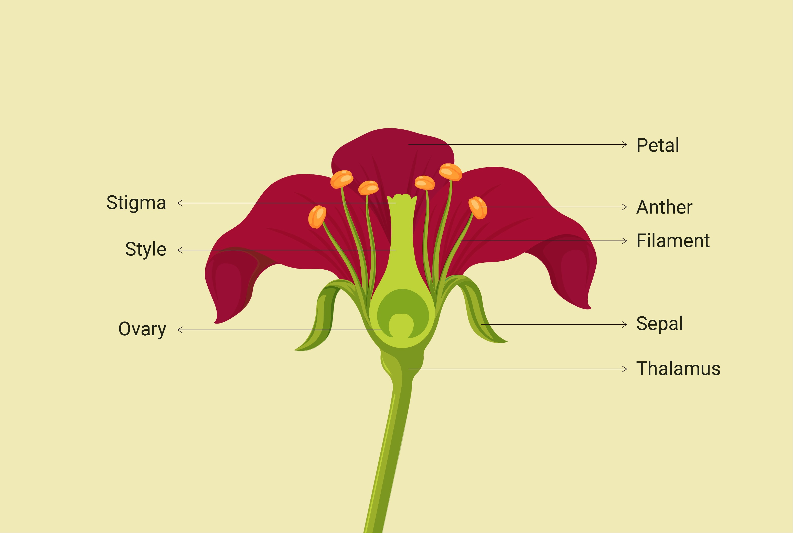 Label The Parts Of The Typical Flower