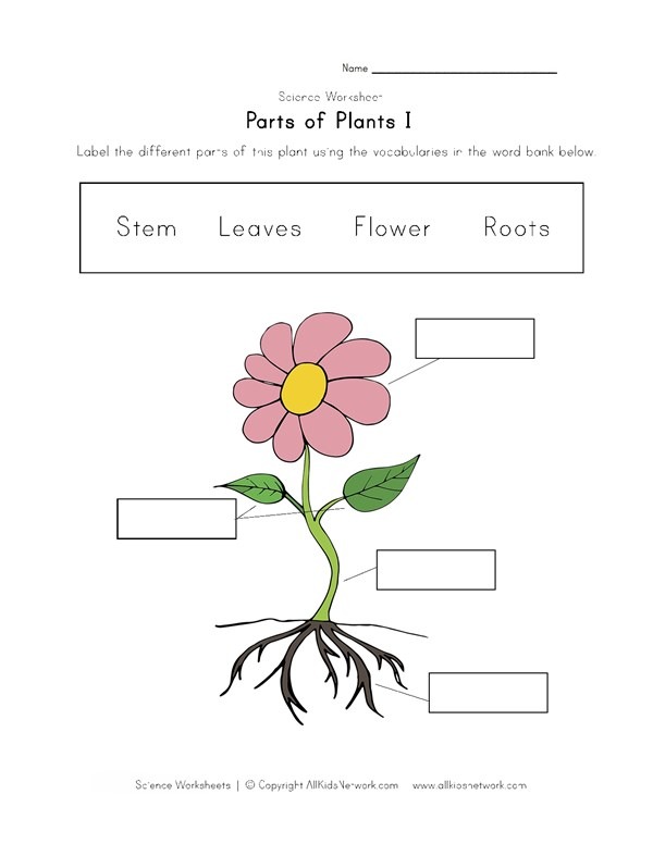 Label The Plant Parts Worksheet Turtle Diary