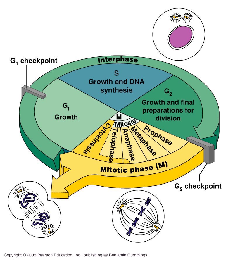 Label The Stages Of The Cell Cycle