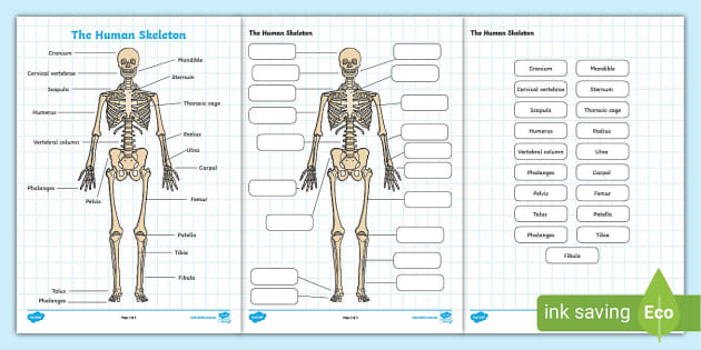 5 Ways to Label a Skeleton Worksheet Easily