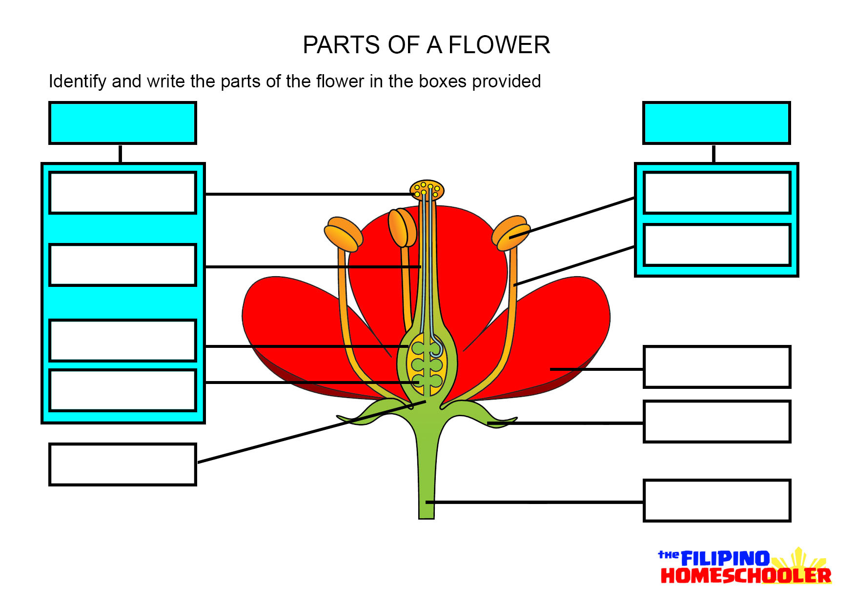 5 Easy Steps to Label Flower Parts Correctly