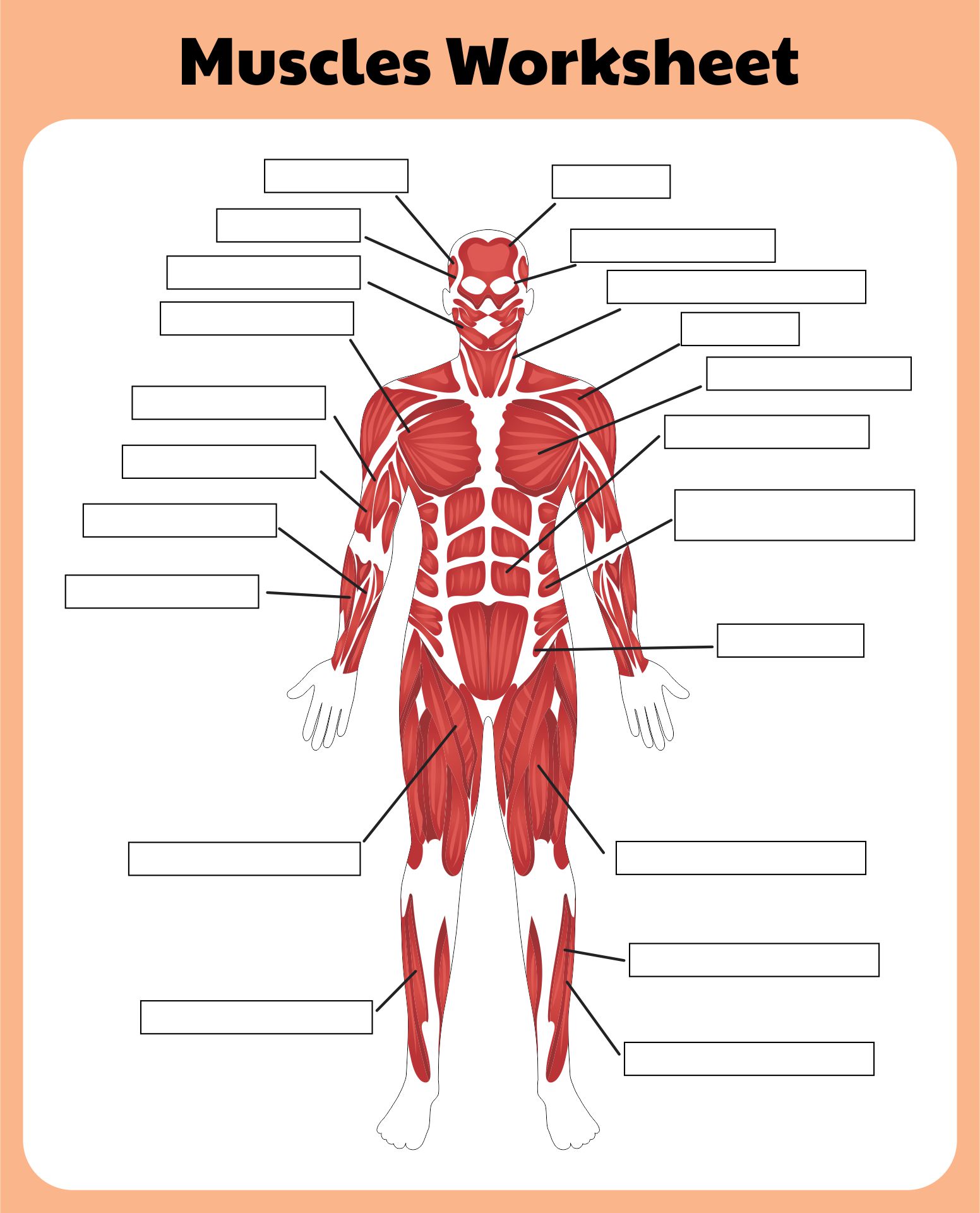 Labeling Muscles Worksheets