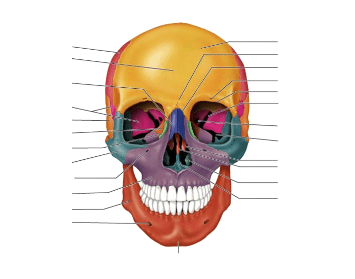 Labeling The Axial Skeleton Skull Printable Worksheet