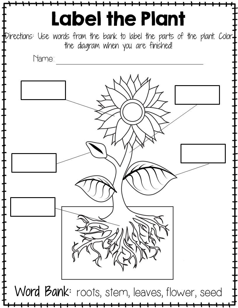 Labeling The Parts Of A Plant Parts Of A Flower Plants Worksheets Parts Of A Plant