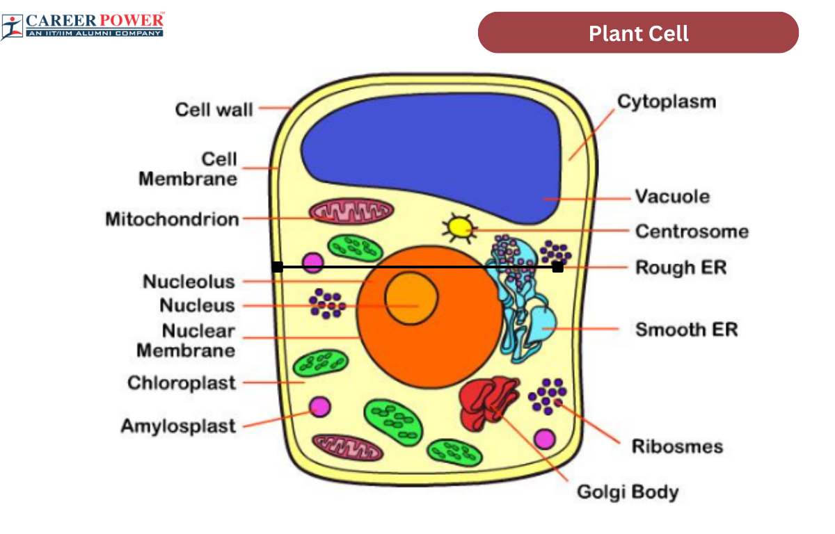 Labelled Plant Cell Diagram Handy Worksheets For Children