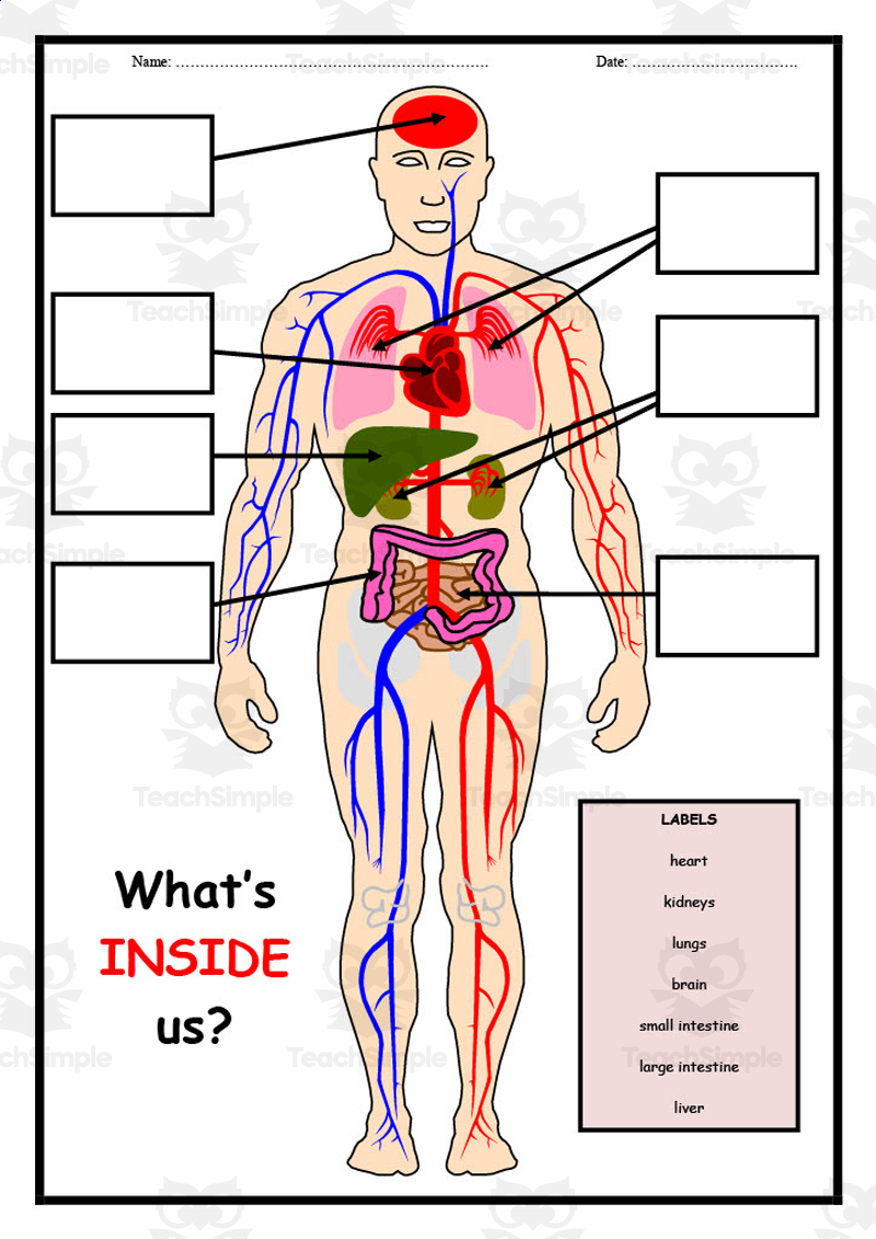 Labelling Parts Of The Human Body By Primaryleap Teaching Resources Tes