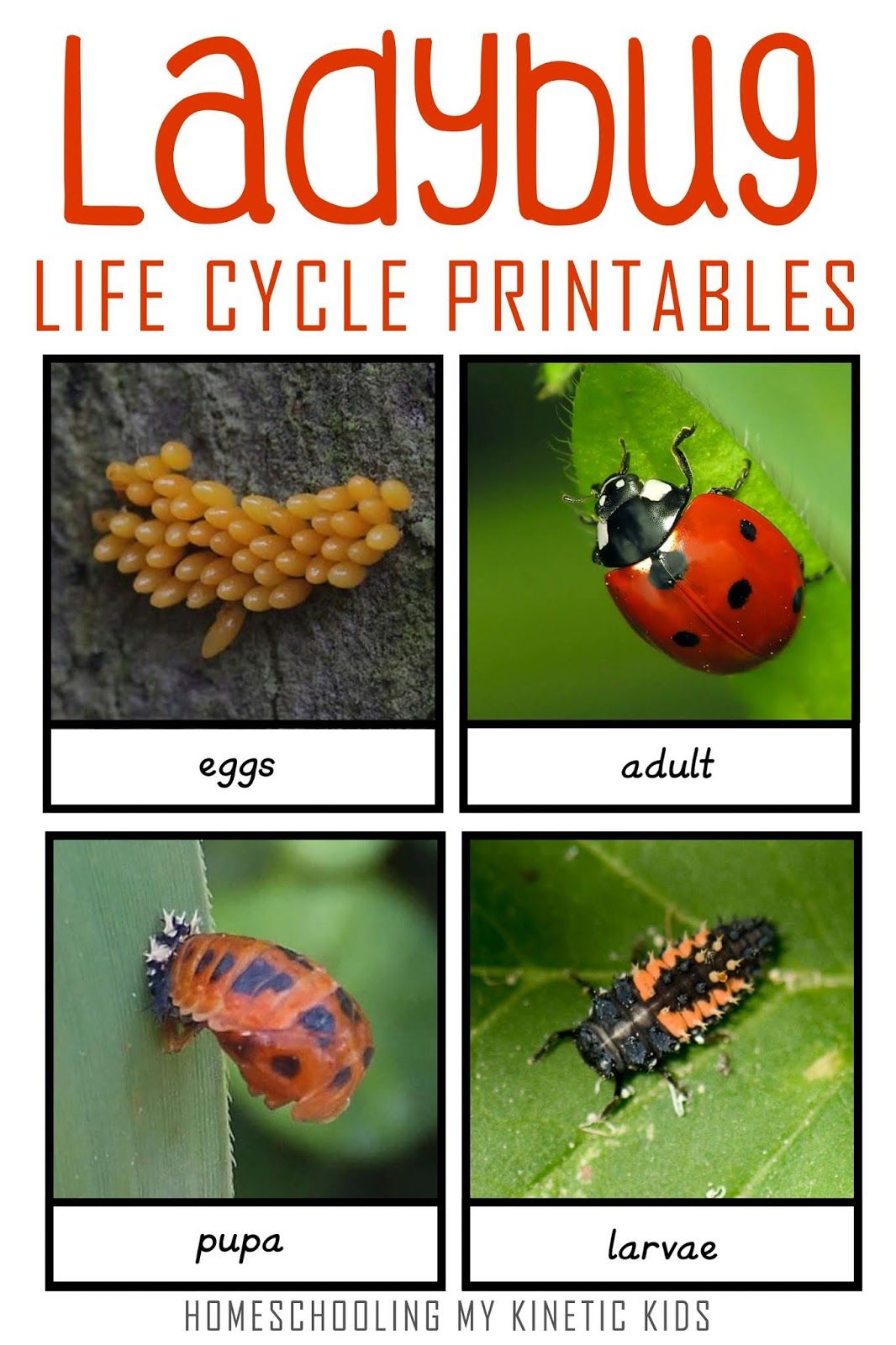 Ladybug Life Cycle Sequencing Cards Worksheet For 2Nd 3Rd Grade