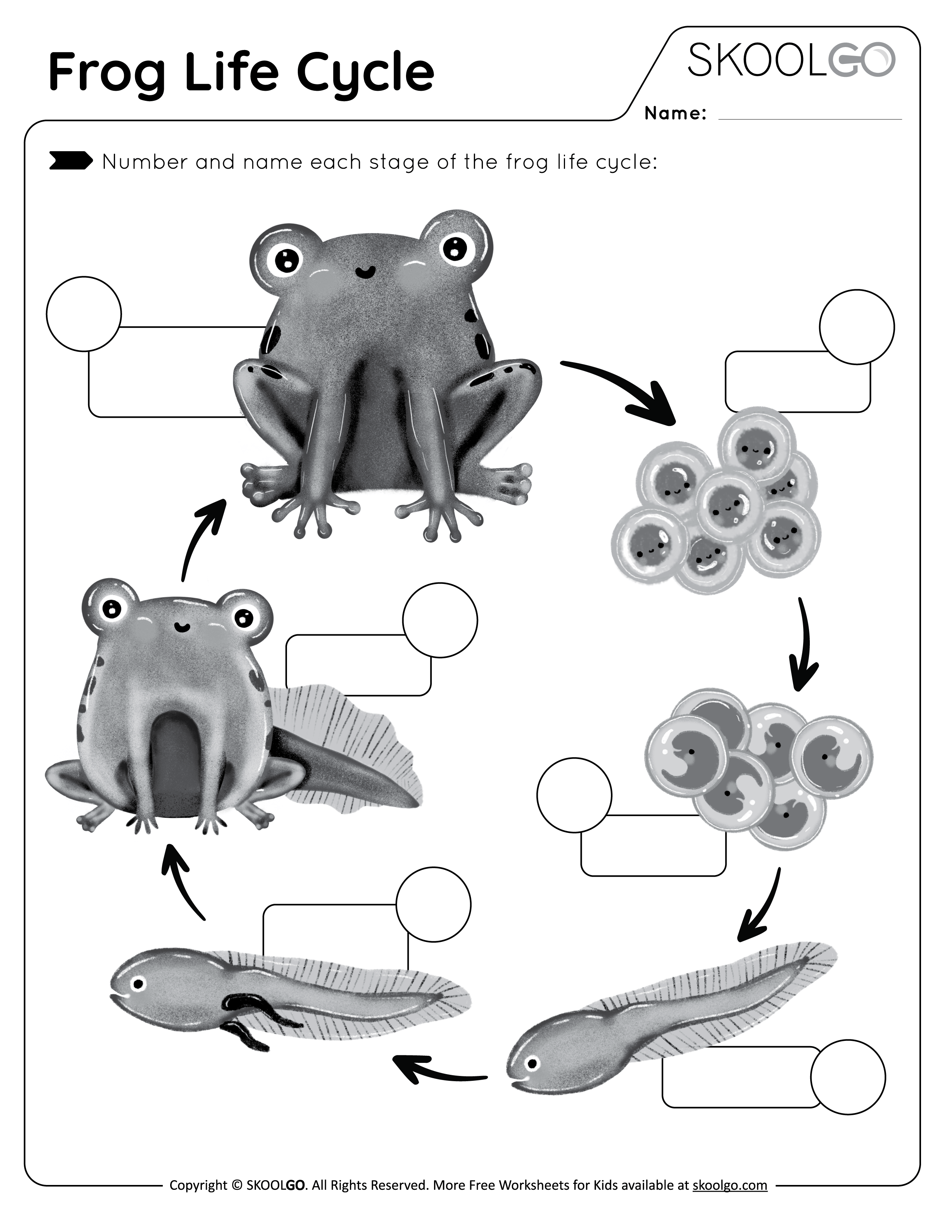 Life Cycle Of A Frog Worksheet Pdf Thekidsworksheet