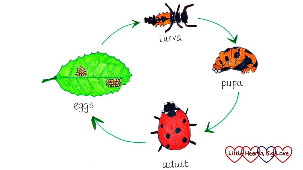 Life Cycle Of A Ladybird Worksheet Twinkl