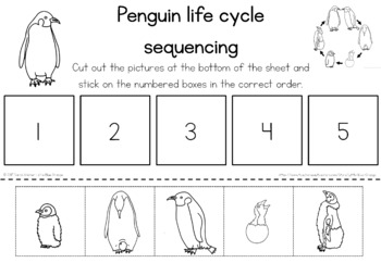 Life Cycle of Penguins: Educational Worksheet for Kids