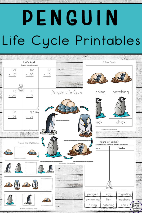 Life Cycle Of A Penguin Worksheets And Printables