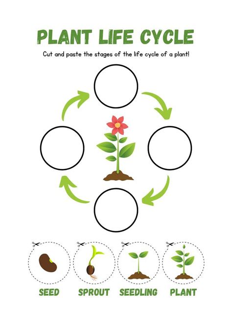 Life Cycle Of A Plant Cut And Paste Worksheet Flower Life Cycle Plants Life Cycle Activities