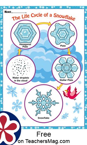 Life Cycle Of A Snowflake Adapted Book Snowflake Life Cycle Tpt