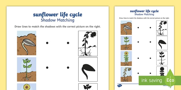 7 Stages of Sunflower Growth: Free Worksheet Included