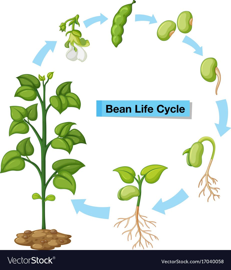 Life Cycle Of Bean Plant Growth Stages From Seeding To Flowering And