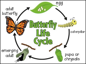 Life Cycles By Primary Punch Teachers Pay Teachers