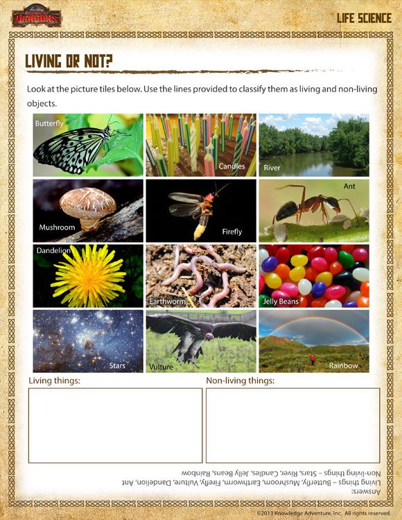 Living Or Not Free Printable 1St Grade Science Worksheet Science