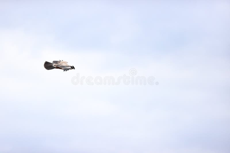 Majestic Tawny Eagle In Flight Stock Image Image Of Leaves Courage 242037185