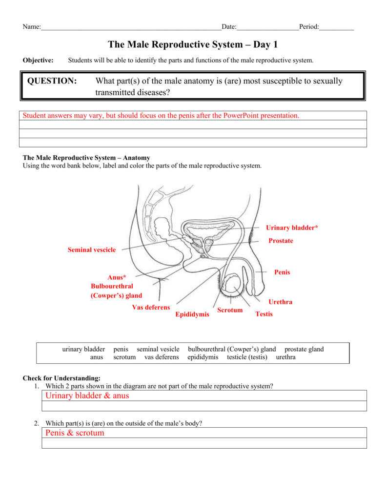 Male Reproductive System Worksheet Answer Key