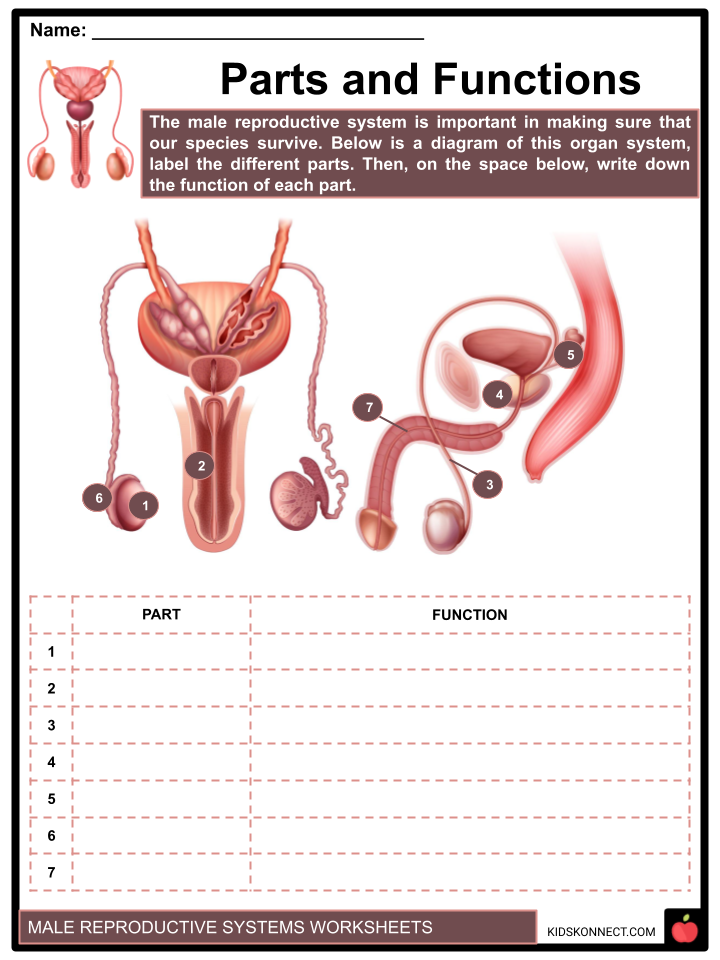 Male Reproductive System Worksheets What Is Reproduction Sperm