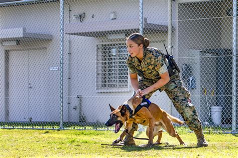 Marine Corps Dog Handler: Elite Canine Warriors