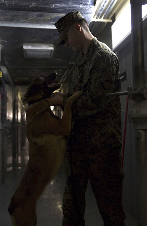 Marine Corps Dog Handlers Rehearse Explosive Detection Measures