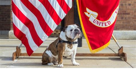 Marine Corps Welcomes Its Newest Mascot