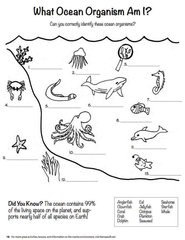 Marine Life Education For Younger Students Visit Namepa Net Education