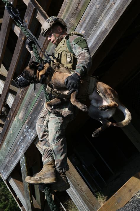 Marsoc Multi Purpose Canine Handlers Train For Unforeseen The