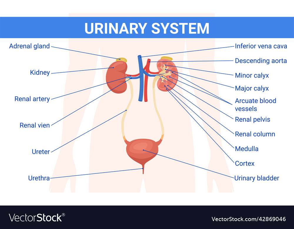 Master The Urinary System Get The Answers You Need With Our Printable