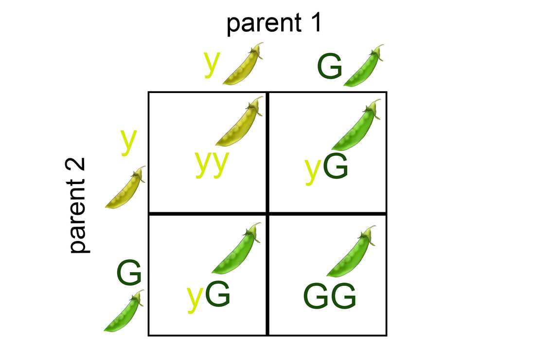 Mastering Genetics Punnett Squares Phenotypic Ratios Course Hero