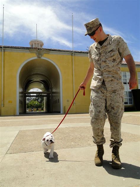 Meet The Marines Amp 39 Newest Mascot Wiggly Wrinkly Pvt Smedley Butler Bulldog Pics Bulldog