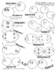 Meiosis Coloring Pages By Hoosier Science Marketplace Tpt