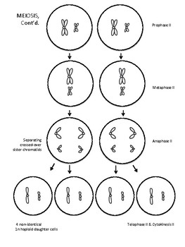 Meiosis Coloring Worksheet Coloring Pages